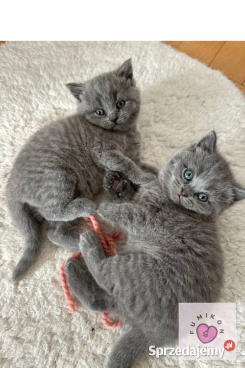 Kot brytyjski kocur z 5 pokoleniowym rodowodem Kraków