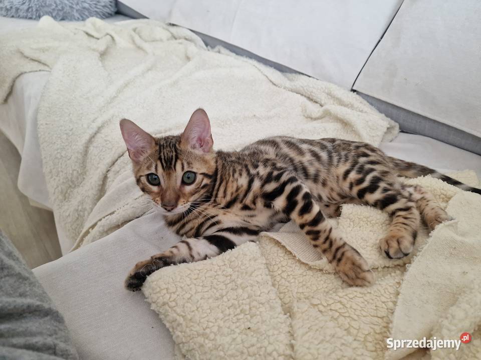 Kot bengalski słodki Garson Bengalski Konin