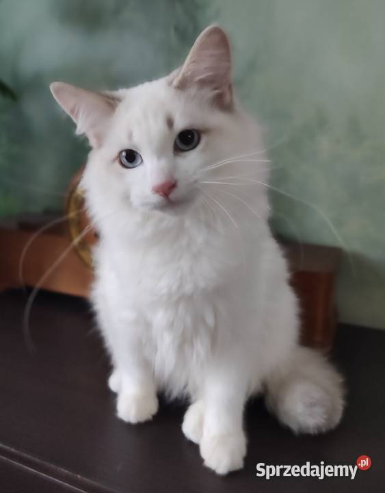 Ulian Dumka cudowny kocurek neva masquerade Warszawa sprzedam