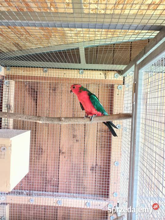 Szkarłatka królewska Strzelce Opolskie