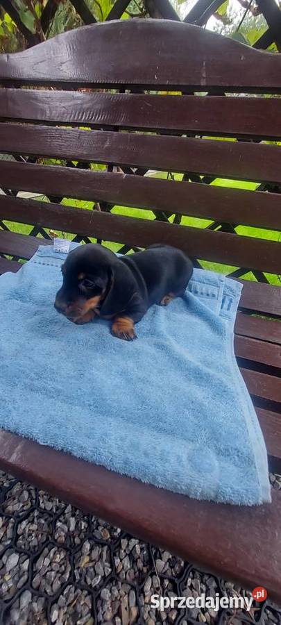 Jamnik miniaturowy szczeniaki Jamnik Psy Tarnów