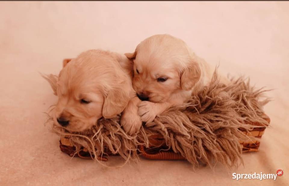 Szczenięta golden retriver ZKwP FCI Żnin