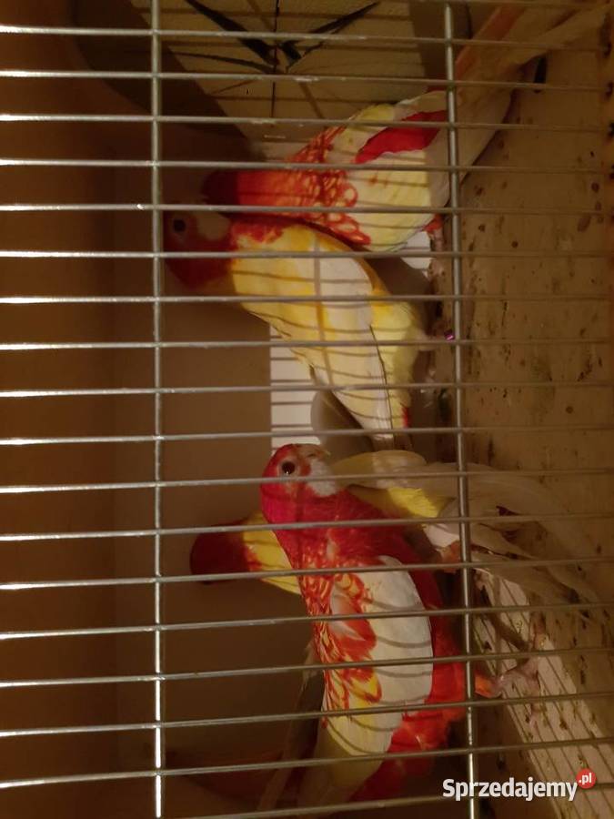 Rozelle białolice lutino rubino czerwone Wodzisław Śląski