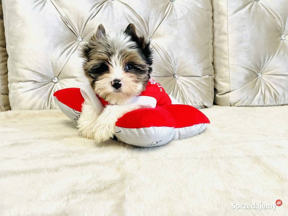 York nie Biewer taki do Kochania i Namysłów sprzedam