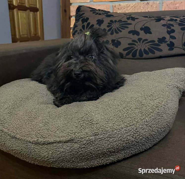 Hawana sunia rasy Rosyjska Bolonka Kolorowa Pozostałe Radliniec sprzedam