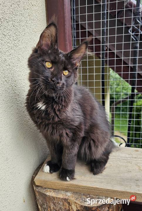przymilny duży Maine Coon FPL Gdańsk