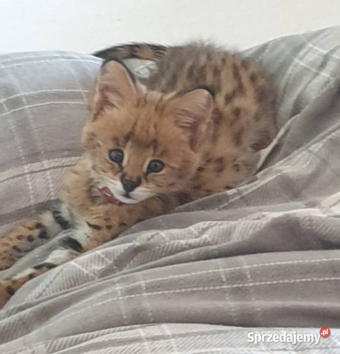 Serval savanna Bystra