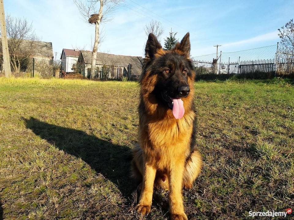 Roczny owczarek niemiecki długowłosy Konin sprzedam