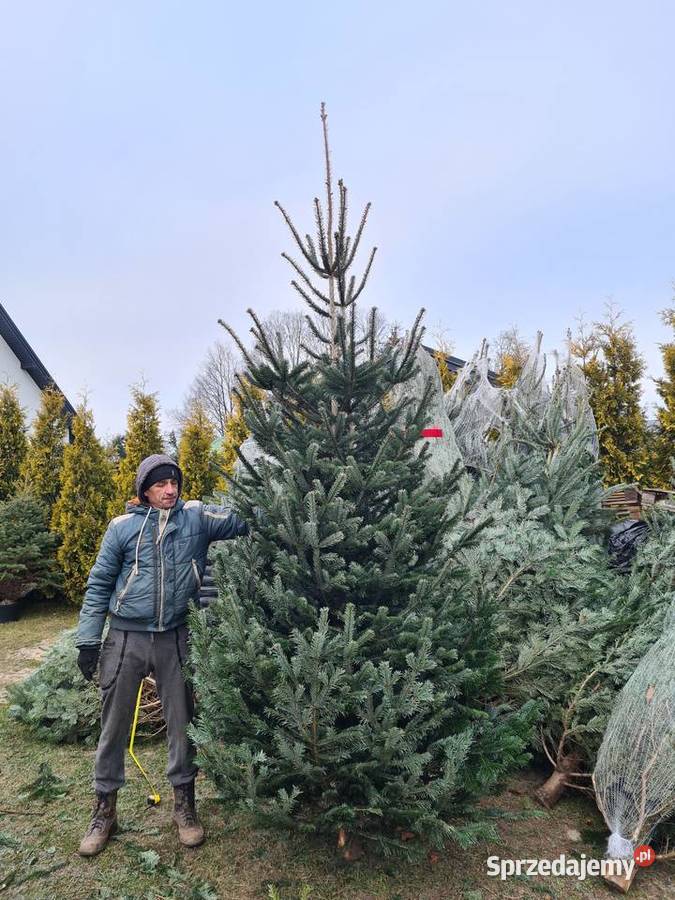 CHOINKA Świerk srebrny 80100 Szkółka Producent łódzkie Rydzyny