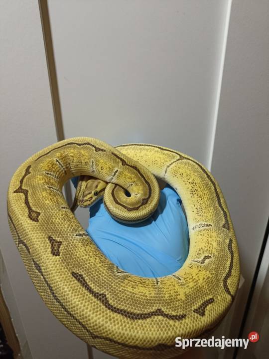 Pyton królewski Pinstripe enchi poss Ybfire Warszawa