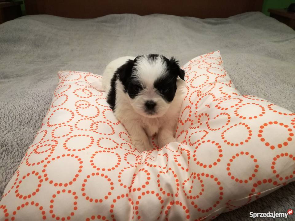 piękne szczeniaki Shih tzu Świecie sprzedam