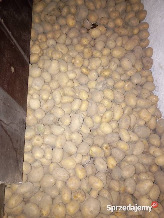 Sprzedam ziemniaki małopolskie Bieńkówka
