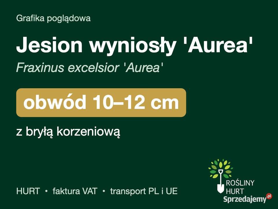 Jesion wyniosły Aurea obwód 1012 z bryłą HURT