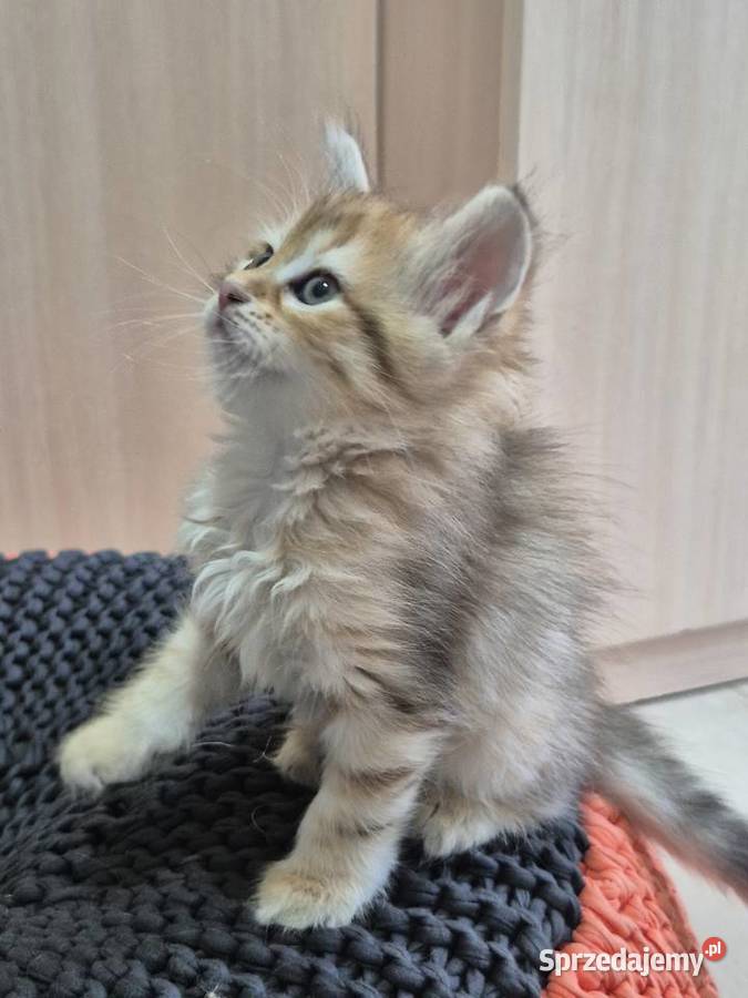 Syberyjska Kotka OFELIA rodowód FIFE FPL Stary Broniszew