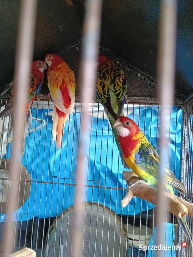 Rozelle białolice Ptaki łódzkie Łask