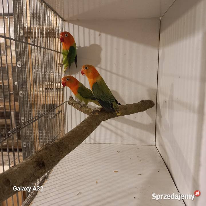 Nierozłączki fischera opale 2025r Garwolin sprzedam