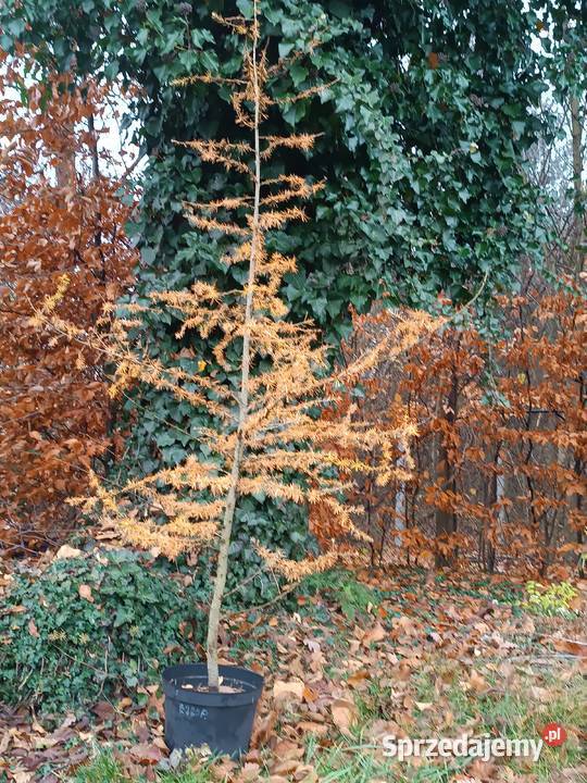 Modrzew europejski duża sadzonka 150200 Orońsko