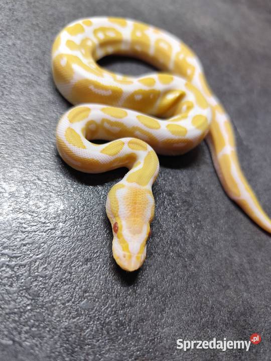 Pytony Królewskie Albino Pruszków