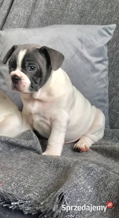 Buldog francuski szczeniak do odbioru Przeciszów