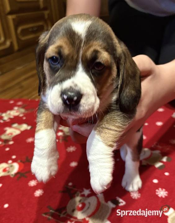 Sprzedam pieski Łódź