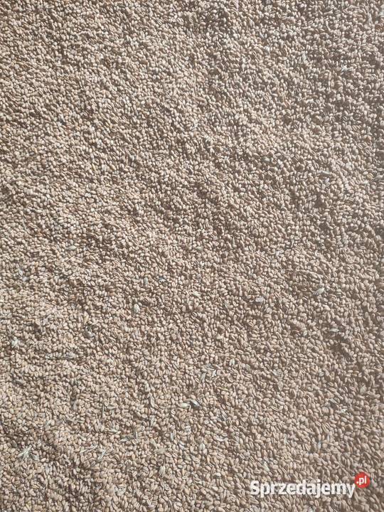 Sprzedam zboże pszenica Toszek