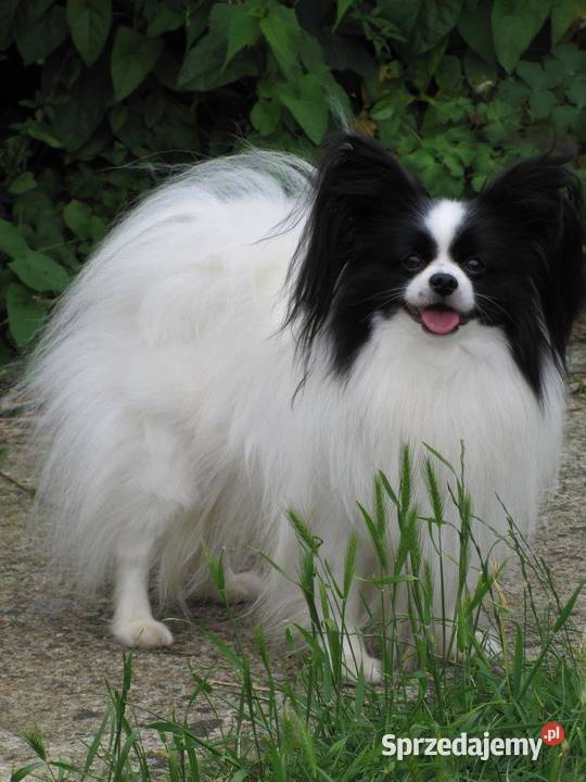 Papillon Spaniel kontynentalny