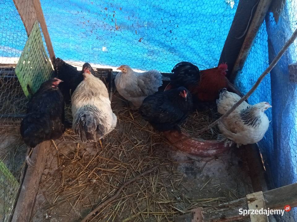 Sprzedam kury kochinki miniaturki Koźminek