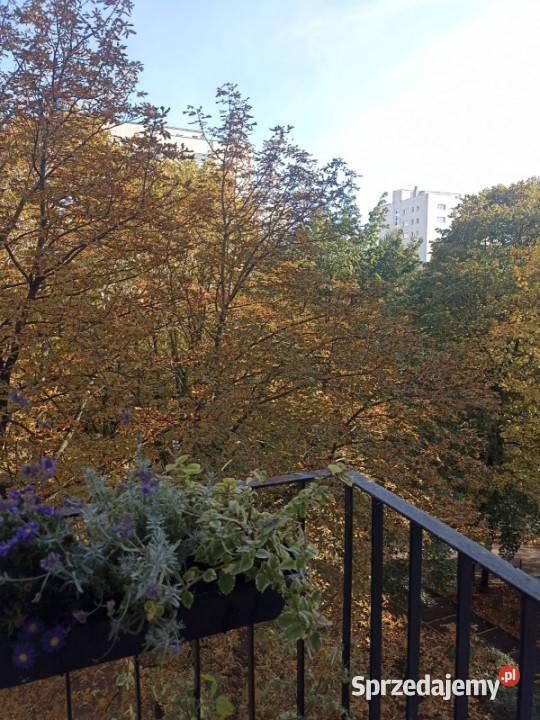 Bezpośrednio Sady Żoliborz 2 Pokoje 3 Piętro Warszawa sprzedam