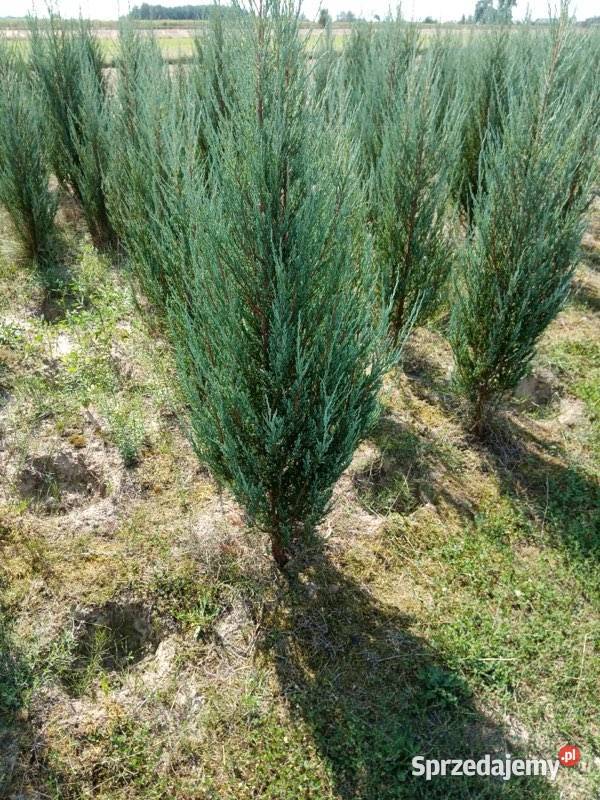 Thuja Hoseri 2030 kulka miniaturka PRODUCENT Rydzyny