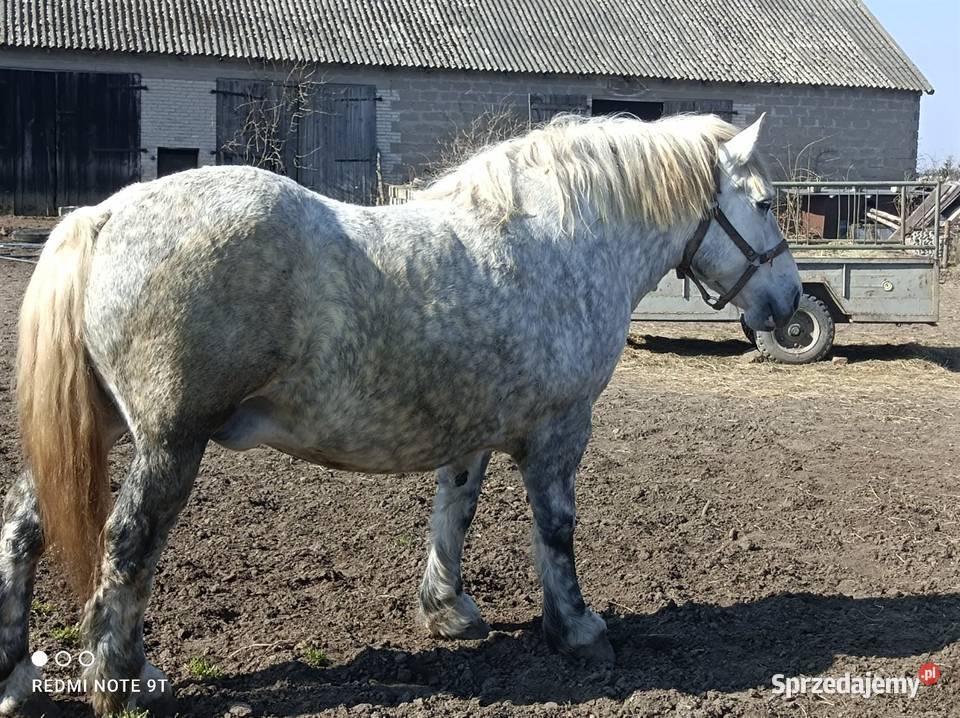 Klacz zimnokrwista zrebna warmińsko-mazurskie Działdowo