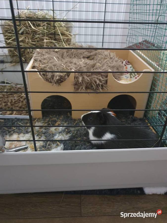 Oddam świnkę morską Malbork sprzedam