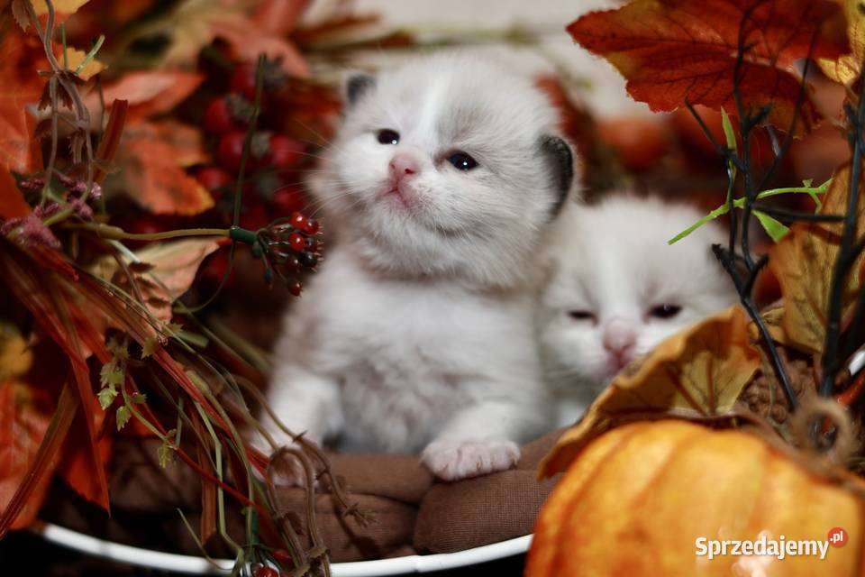 Ragdoll dwa kocurki bicolor Ragdoll Piorunówek
