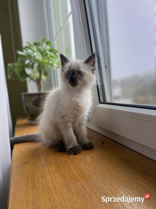 Kot kotka neva masquerade syberyjski rodowód Czarków sprzedam