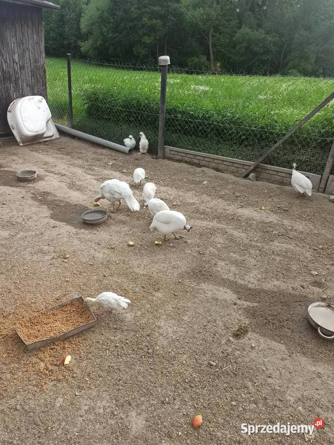 Jaja lęgowe perliczek pantarek perlic