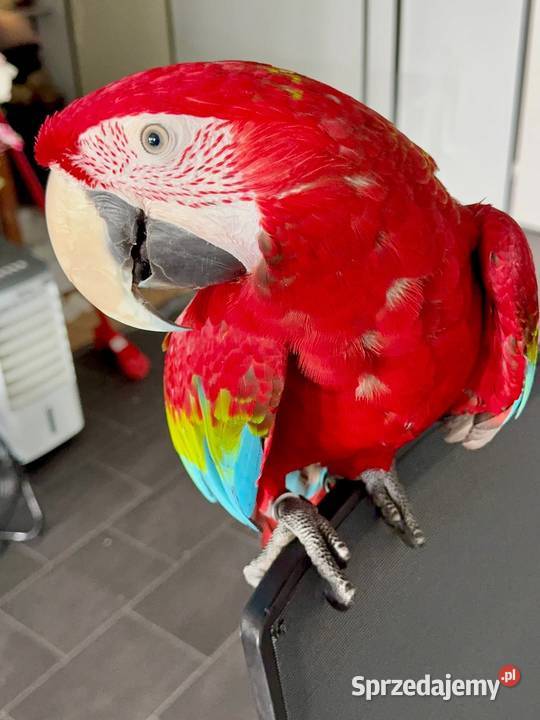 Uwielbiam samca Ara Poznań