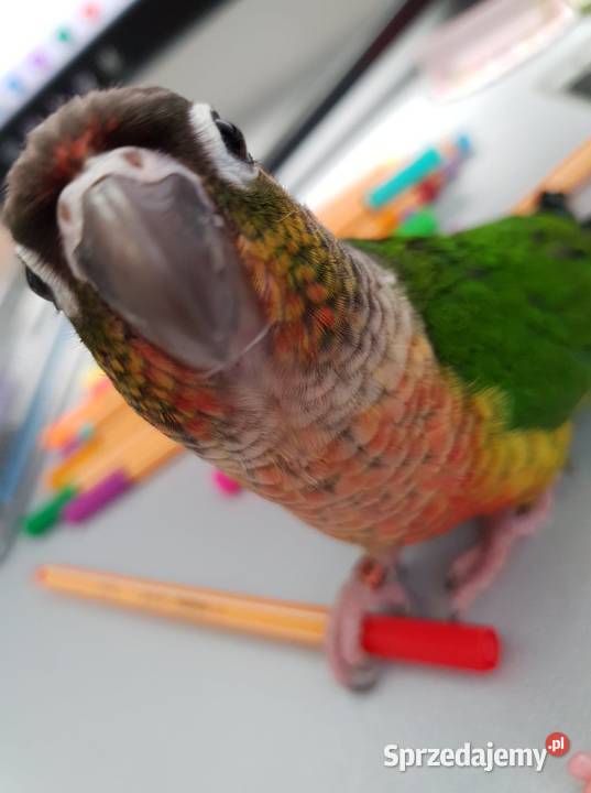 Rudosterki Rudosterka red pineapple samczyk z Kraków