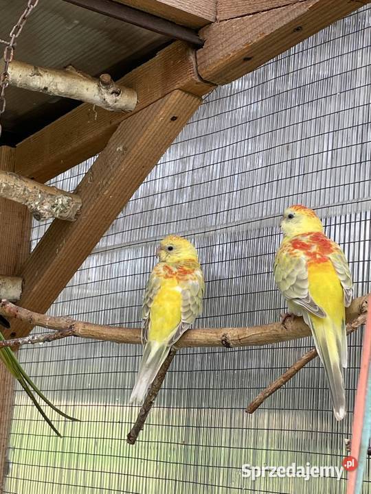 Sprzedam świergotki Tarnów