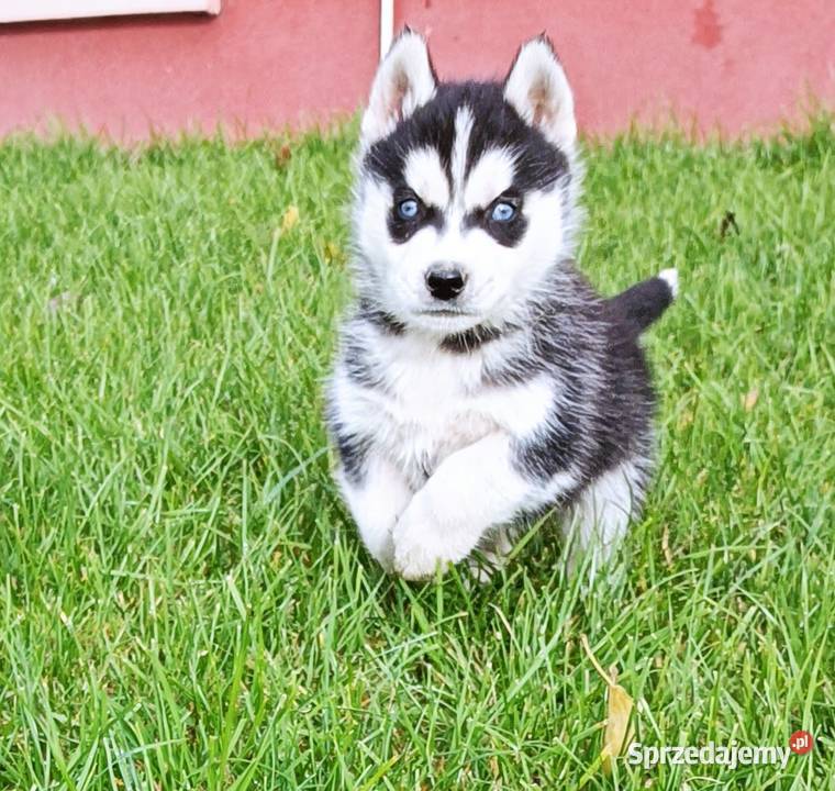 Szczeniaczki Siberian husky z elitarnym Krośniewice