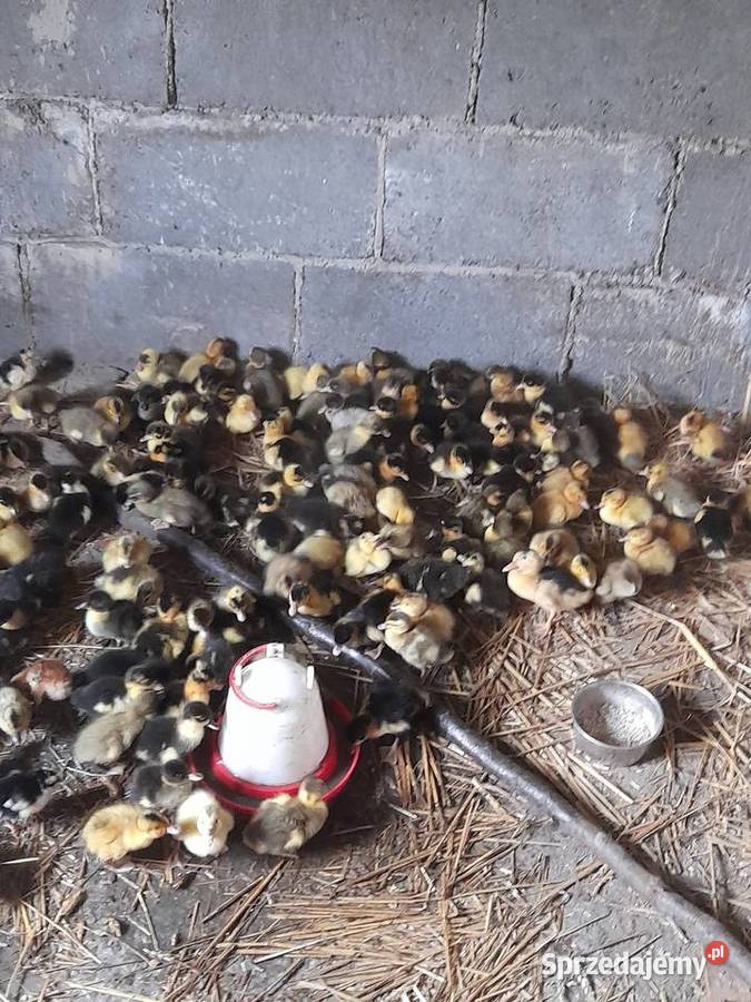 Kaczki staropolskie i Pekin opolskie