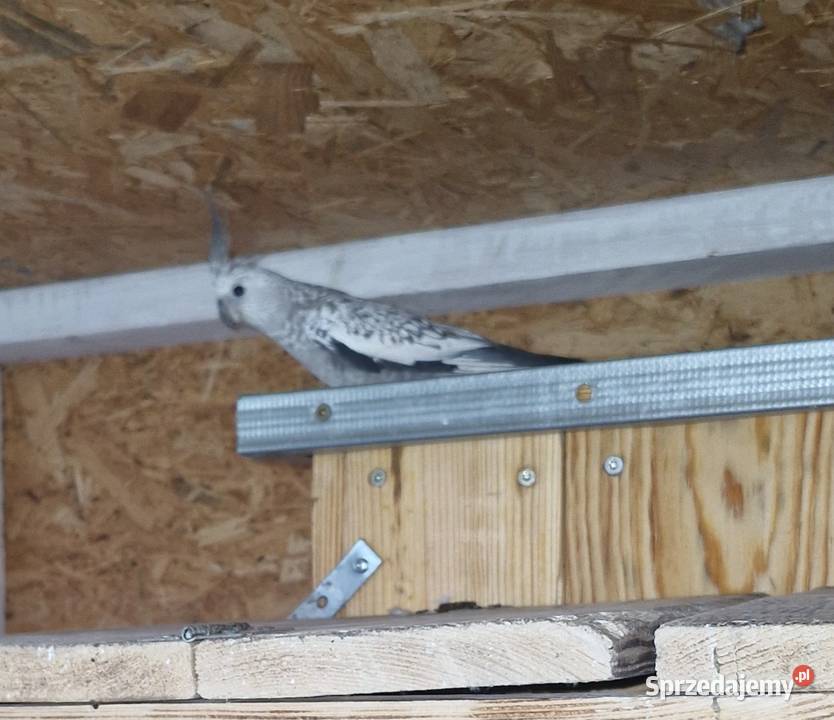 Papugi ręcznie karmione i nie Gorzów Wielkopolski sprzedam