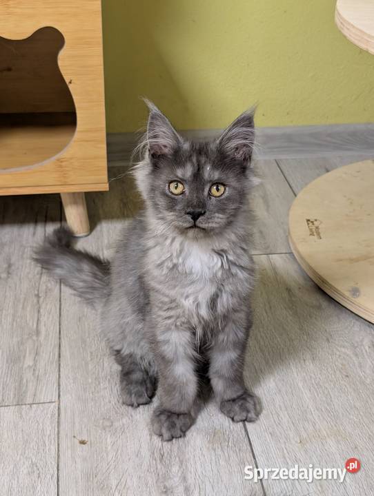 Euforia czarna dymna kotka Maine Coon Tica