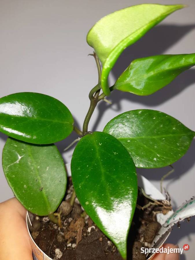 Hoya sunrise Warszawa