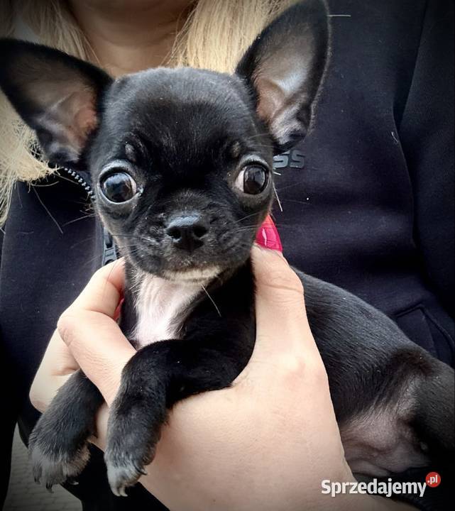 Chihuahua szczeniak