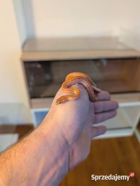 Wąż mahoniowy albino t Olsztyn