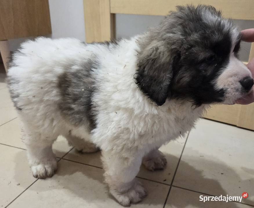 Mastif Pirenejski ZKwPKrakow szczeniaki dostepne