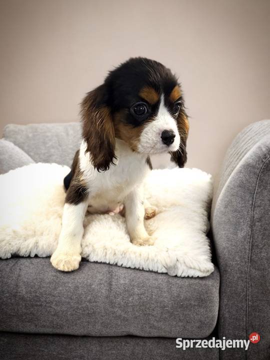 Piesek BERNIE Cavalier King Charles Spaniel