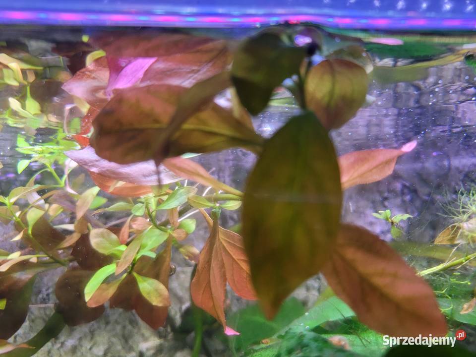 Ludwigia czerwona roślina akwariowa