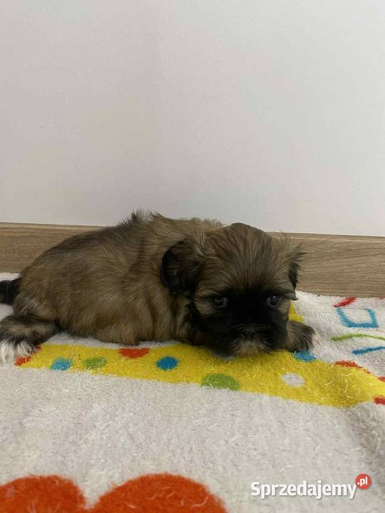 Szczeniaki shihtzu gotowe do odbioru Jodłówka-Wałki