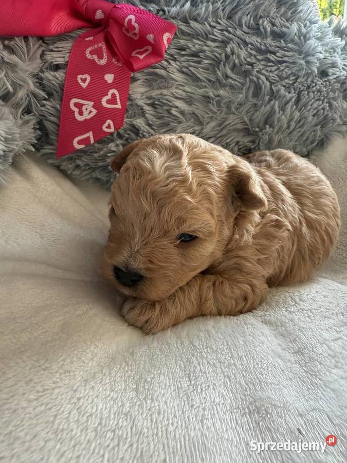 BichpooPoochon Maltipoo Pozostałe Czarnówko