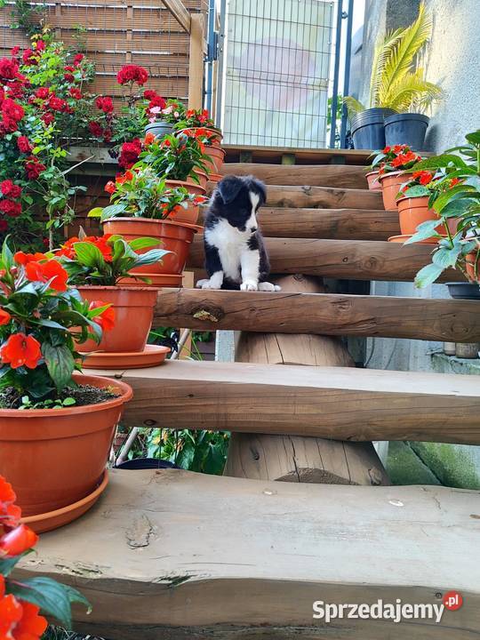 Suczka Border collie czarnobiała z rodowodem z Pozostałe Rymanów